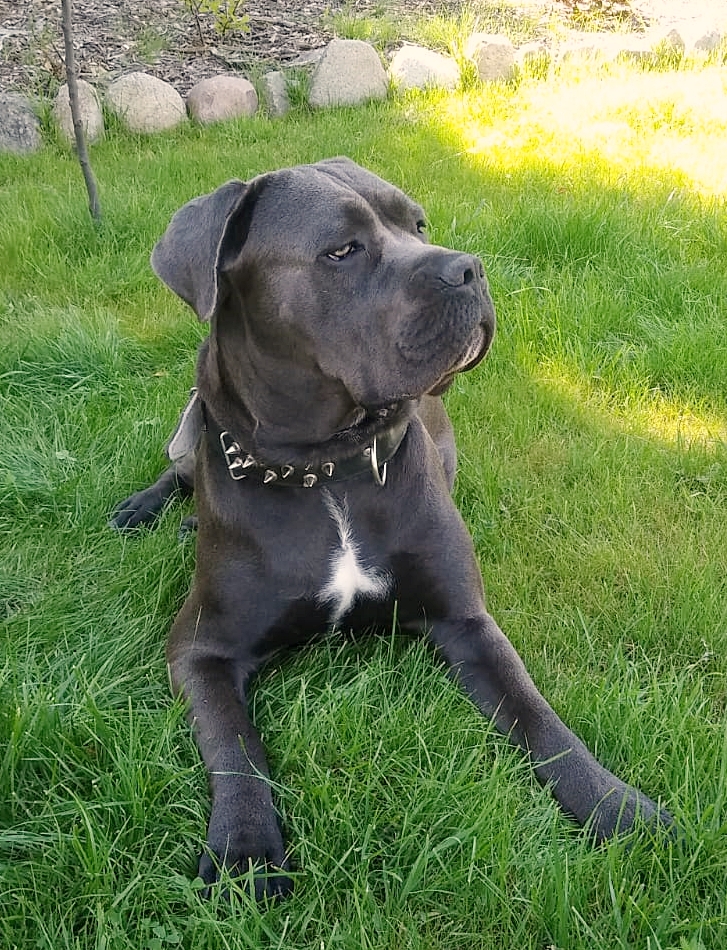 Nowe ustalenia w sprawie Cane Corso kontra Yorkshire terrier