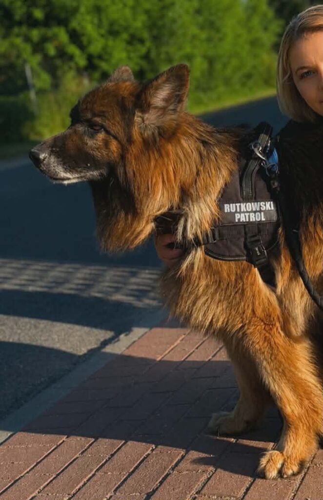 Psy poszukiwawcze Patrolu Rutkowski. Pani Anna opowiada o pracy Alexa i Rei